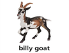 Final T Billy Goat Dnt Image